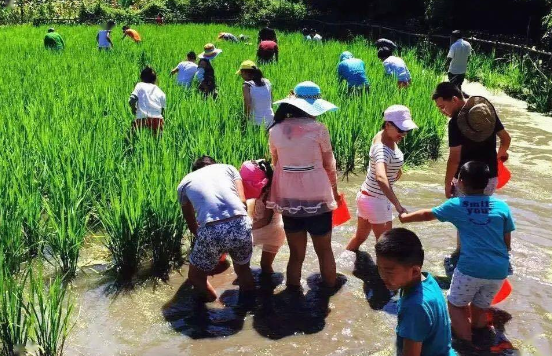 稻田摸鱼